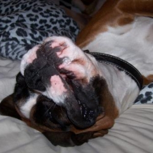 Play Dead
