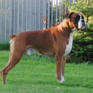 Xarlie posing