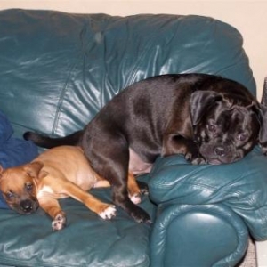 Bailey and Knuckles