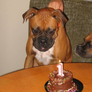 Winston and his Birthday Cake