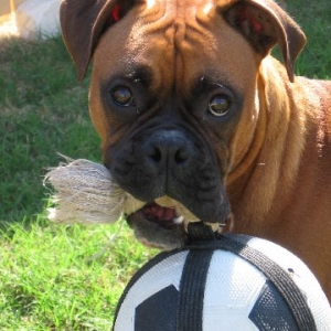 Winston and his Favorite toy!