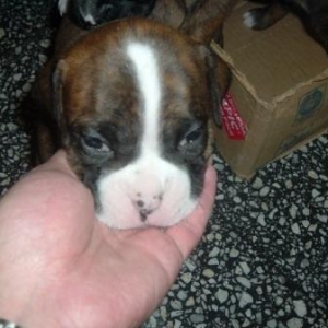 Lola