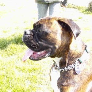 Bruno