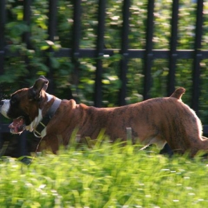 How much slobber...
