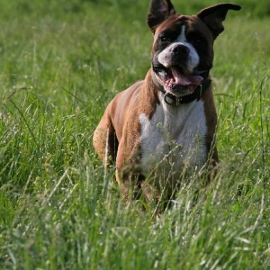 Henri