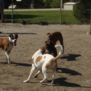 Tyson at Dog Park
