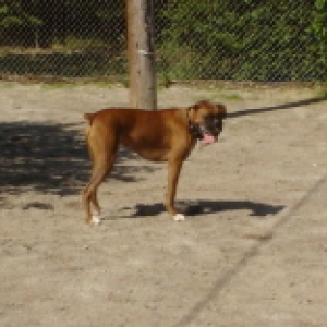 Tyson at  Dog Park
