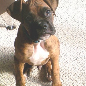 Chuvalo 11 weeks