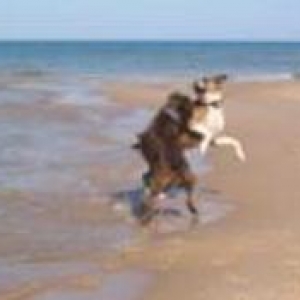 Boxing on the Beach
