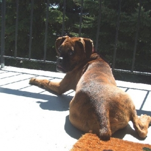 Getting a tan