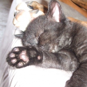 Onyx sleeping
