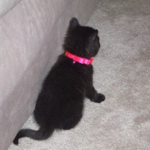 Onyx