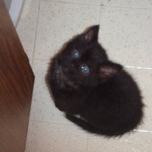 Onyx watching me