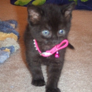 Onyx's new collar