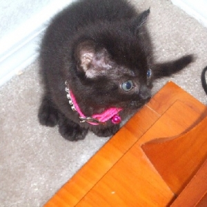 Pretty Onyx