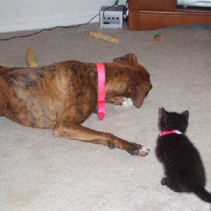 Matching Collars