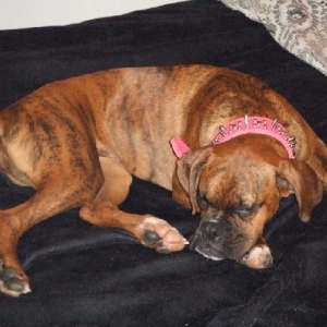 Kaybie's new collar
