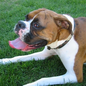 Ginger_tongue_out_IMG