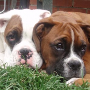 Luka and Angel 16 weeks.