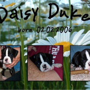 Birth Announcement for Daisy Duke