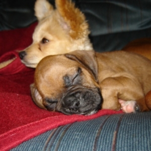 Jessie and Chopper the pomapoo