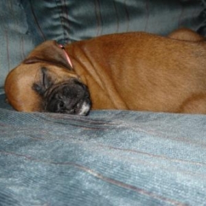 Baby Jessie