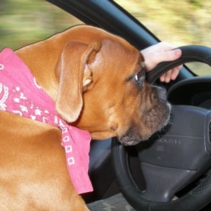 Xander Helping Daddy Drive