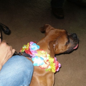 Party Animal!