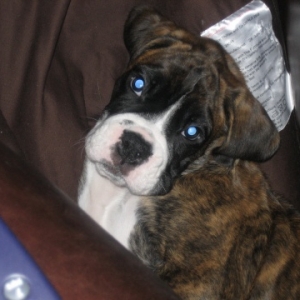 please let me on the sofa