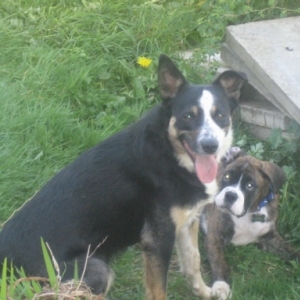uncle alfie