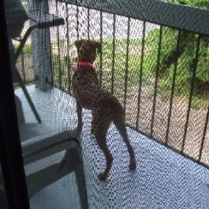On the deck