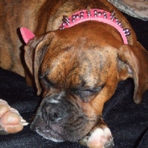 Tough Diva  Collar