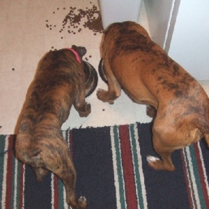 Boxer Butts!