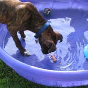 Bobbing for the cookie!