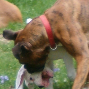 Apollo & Bailey by the garden