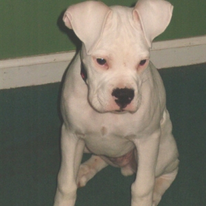 Bailey-17 weeks