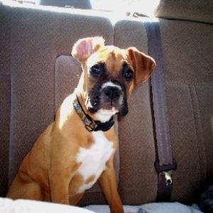 Maggie at 18lbs