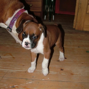 Duke