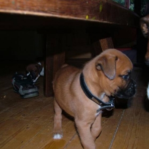 Bear - Squaring up to his Aunt