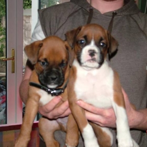 Duke and Bear