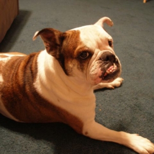 Baby the HairLip Bully