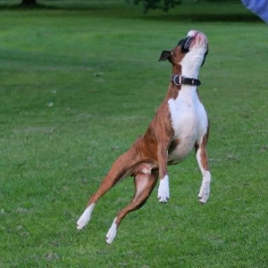 Super dog