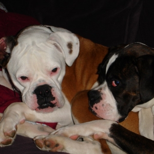 Rowdy and Mixer