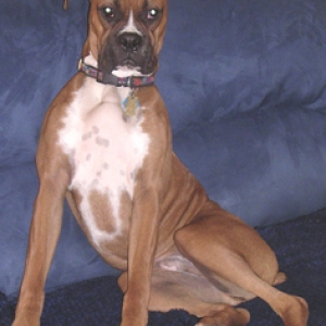 Remy on the Sofa