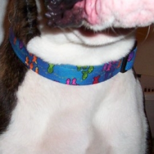 Tino's new collar!