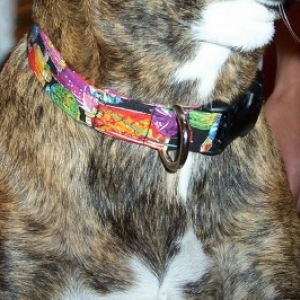 Remi's new collar.