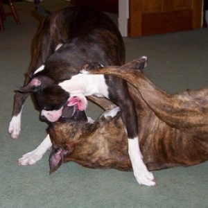 Boxer monsters!