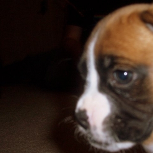 Coop