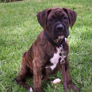 Syd - 10 1/2 weeks