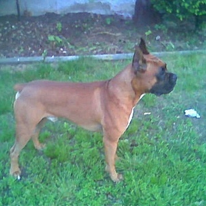 Scooby Doo